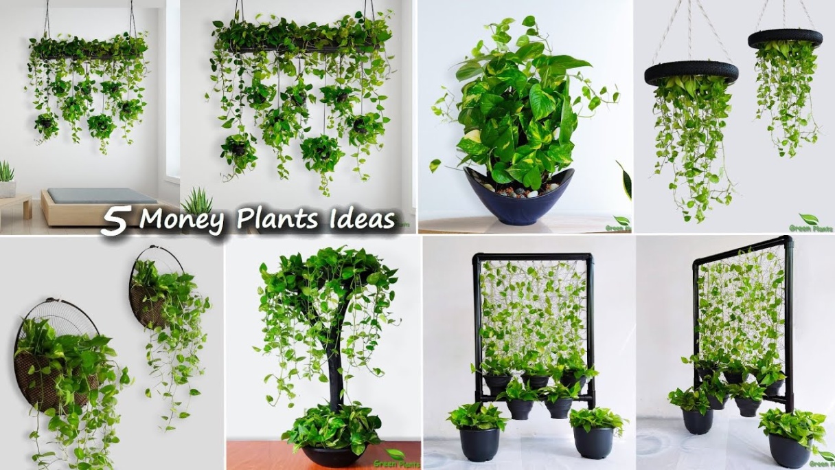 Niche Utama 2 How To Make Money Plants Wall Hanging Decor  Money Plants Indoor