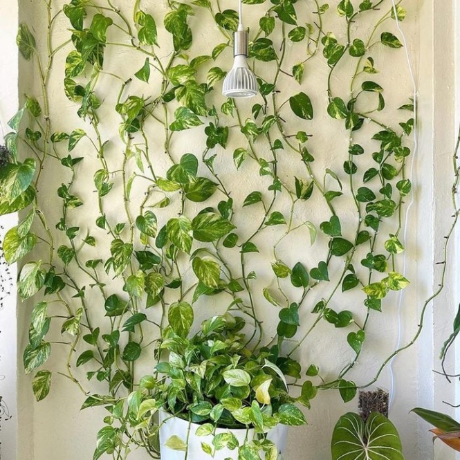 Niche Utama 2  Ideas For Decorating Your Walls With Plants